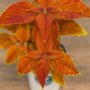 Coleus – Rustic Orange – 4.5″ Pot